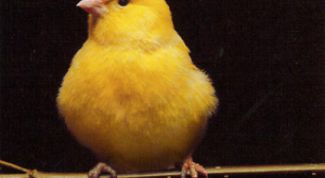 Картинка по теме - как выбрать канарейку