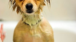 Картинка по теме - как купать чихуахуа