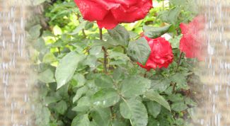 Картинка по теме - как вставить картинку в слой