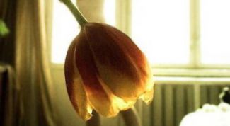 Картинка по теме - как избавиться от иллюзий