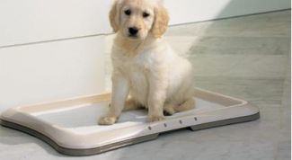 Картинка по теме - как научить собаку писать