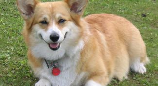 Картинка по теме - как отучить собаку гадить на кровать