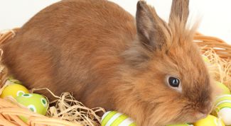 Картинка по теме - как рисовать мех