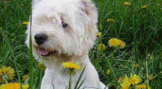 Картинка по теме - как научить собаку писать