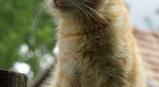 Картинка по теме - как подготовить кота к выставке