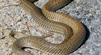 Картинка по теме - как уничтожить змей