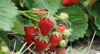 Картинка по теме - как варить варенье из клубники