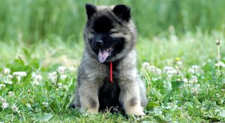 Картинка по теме - как заставить маму купить собаку