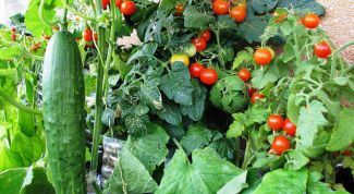 Картинка по теме - как оформить огород на окне