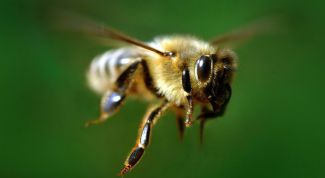 Картинка по теме - как построить улей