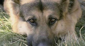 Картинка по теме - как рассказать о собаке