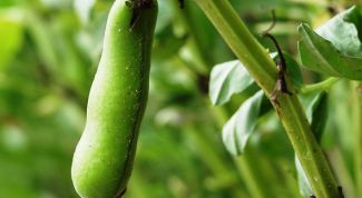 Картинка по теме - как выращивать бобы