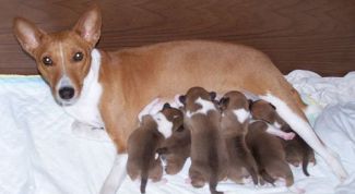 Картинка по теме - как понять, что собака рожает