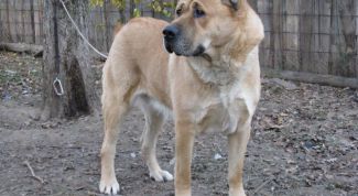 Картинка по теме - как создать свой питомник собак