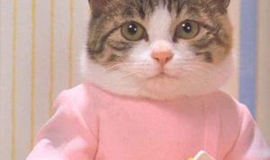 Картинка по теме - как шить для котов