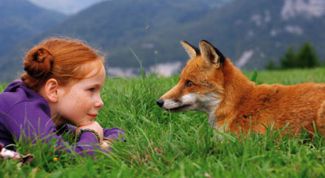 Картинка по теме - как приручить лису