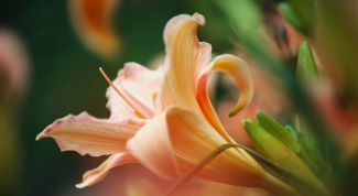 Картинка по теме - как хранить лилии