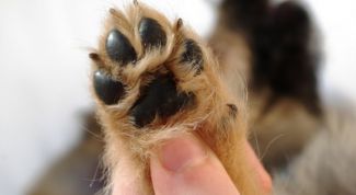 Картинка по теме - как подстричь собаке когти