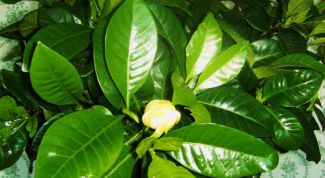 Картинка по теме - как укоренить фикус бенджамина