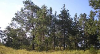 Картинка по теме - как арендовать лес