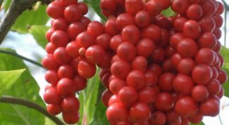 Картинка по теме - как заварить лимонник