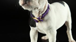 Картинка по теме - как узнать породу щенка