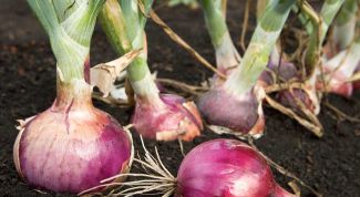 Картинка по теме - как вырастить лук репку