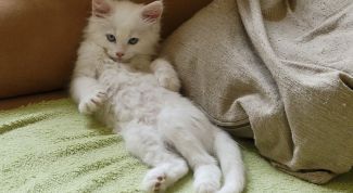 Картинка по теме - как чесать кошек