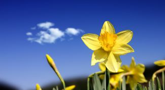 Картинка по теме - как нарисовать нарцисс