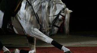 Картинка по теме - как научить лошадь поклону