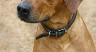 Картинка по теме - как отучить кобеля метить