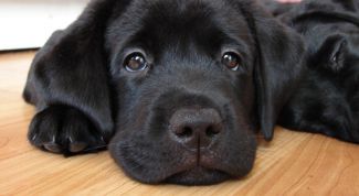 Картинка по теме - как делать массаж собаке