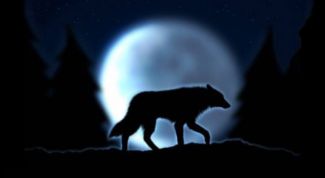 Картинка по теме - как отличить волка от собаки