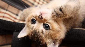 Картинка по теме - как приучить котенка пить