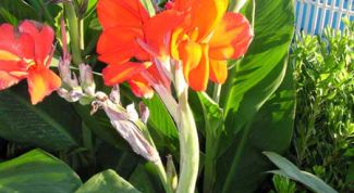 Картинка по теме - как хранить канну