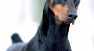 Картинка по теме - как воспитать добермана