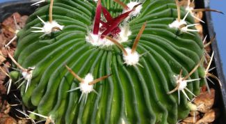 Картинка по теме - как определить вид кактуса