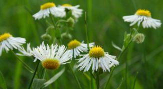 Картинка по теме - как применять ромашку