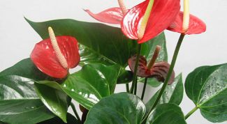 Картинка по теме - как поливать антуриум