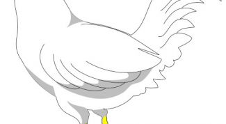 Картинка по теме - как рисовать курицу