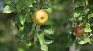 Картинка по теме - как посадить яблоневый сад