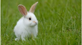 Картинка по теме - как поить кролика