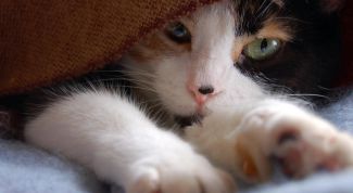 Картинка по теме - как стричь когти котенку