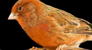 Картинка по теме - как приручить канарейку