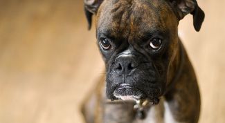 Картинка по теме - как обучить команде 