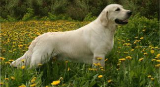 Картинка по теме - как отучить прыгать собаку на людей