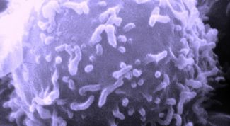 Картинка по теме - как снизить лимфоциты