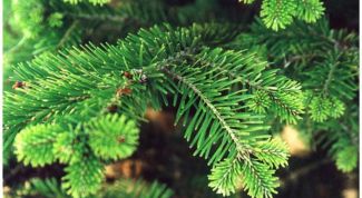 Картинка по теме - как сохранить елку зеленой