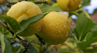 Картинка по теме - как посадить черенок лимона