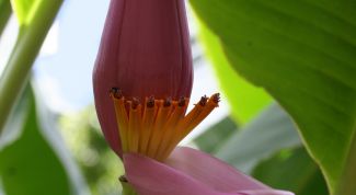 Картинка по теме - как вырастить банан из семян